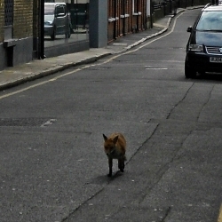 A fox on Ayres Street