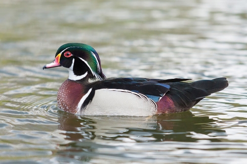Wood Duck in St James's Park