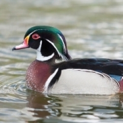 Wood Duck in St James's Park